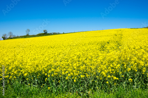 Fototapeta Naklejka Na Ścianę i Meble -  Yellow colza field