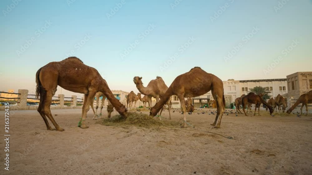 Wide timelapse of camels eating in Souq Wakif, Doha, Qatar Wide timelapse of camels eating in Souq Wakif, Doha, Qatar
