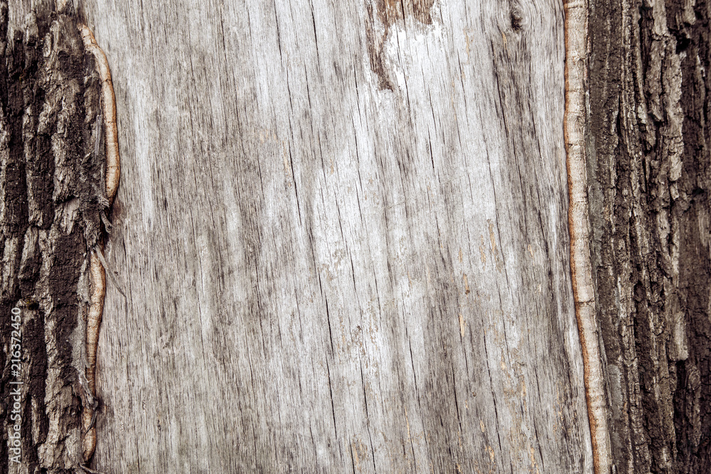 Obraz premium fragment of the bark of oak