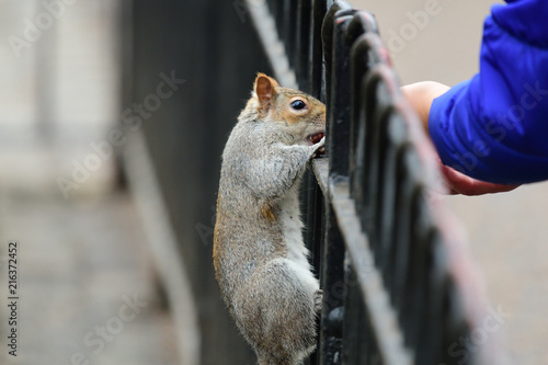 Grey squirrel climbing on a fence in the park photo