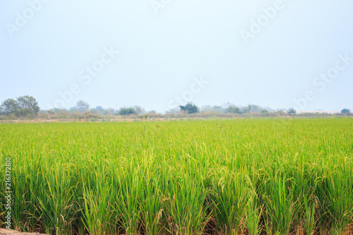 rice field growth sky nature landscape background