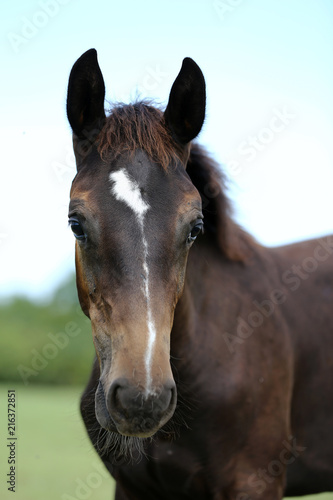 Head of a young thoroughbred horse on the summer meadow © acceptfoto