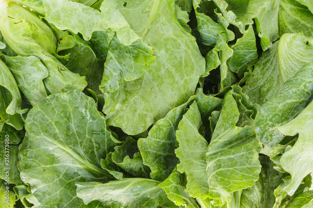 chinese kale top view on white background chinese kale top view on white background