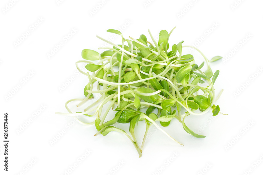green seed sprout sunflower germination growth ecology on white background green seed sprout sunflower germination growth ecology on white background