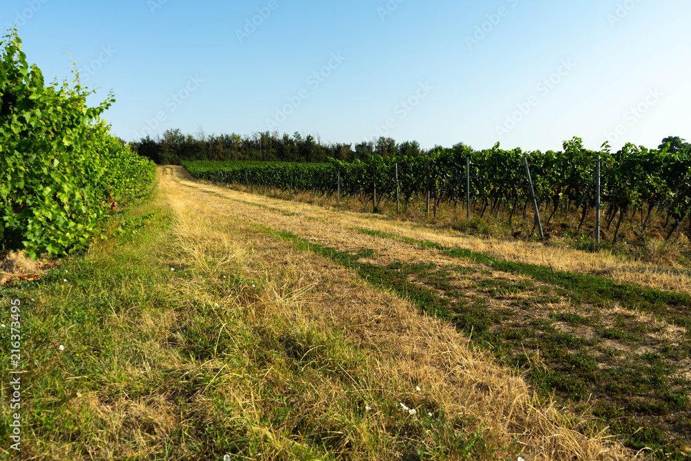 Weinberge