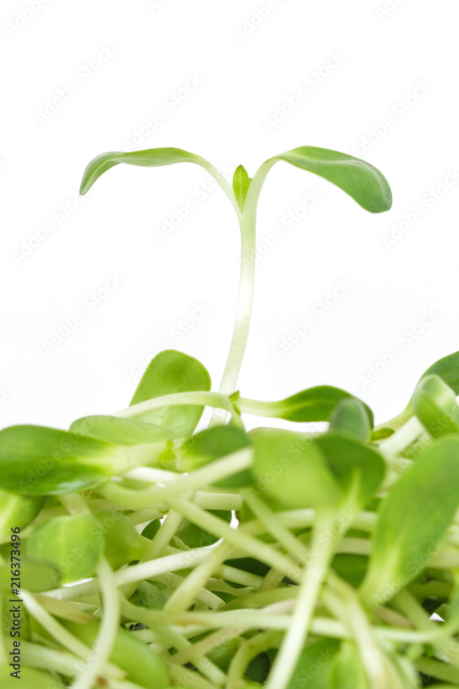 green seed sprout sunflower germination growth ecology on white background green seed sprout sunflower germination growth ecology on white background