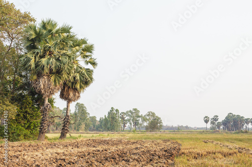 countryside sugar palm grass farm ground nature background
