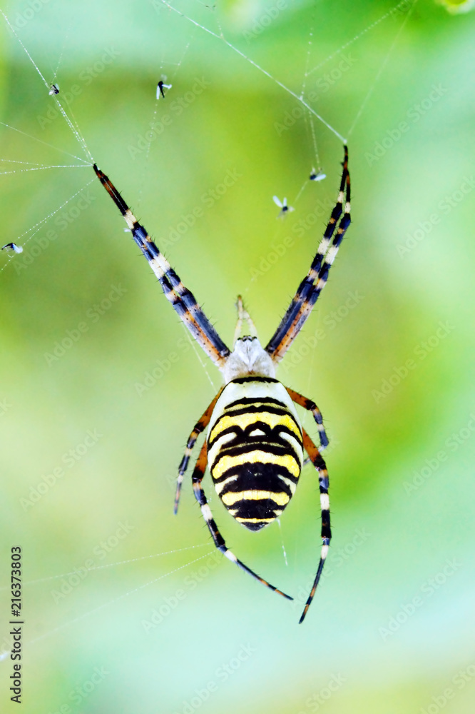 Wasp spider (Argiope bruennichi) on his web.