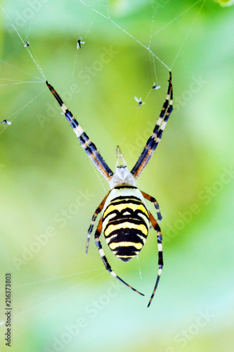 Obraz na płótnie Wasp spider (Argiope bruennichi) on his web. w salonie