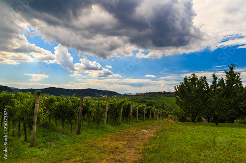 Stormy day in the vineyards of Brda  Slovenia
