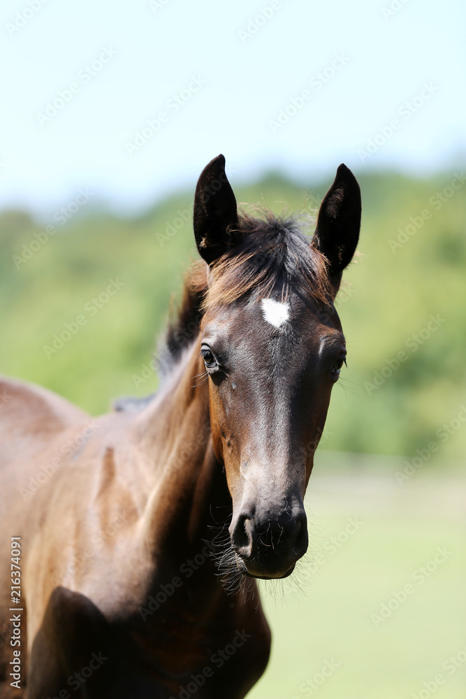 Head of a young thoroughbred horse on the summer meadow Head of a young thoroughbred horse on the summer meadow