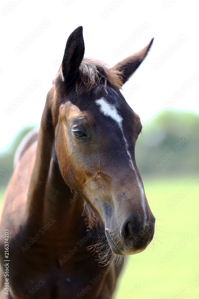 Fototapeta premium Head of a young thoroughbred horse on the summer meadow