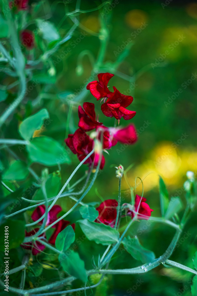 bright red fragrant pea flower on green background