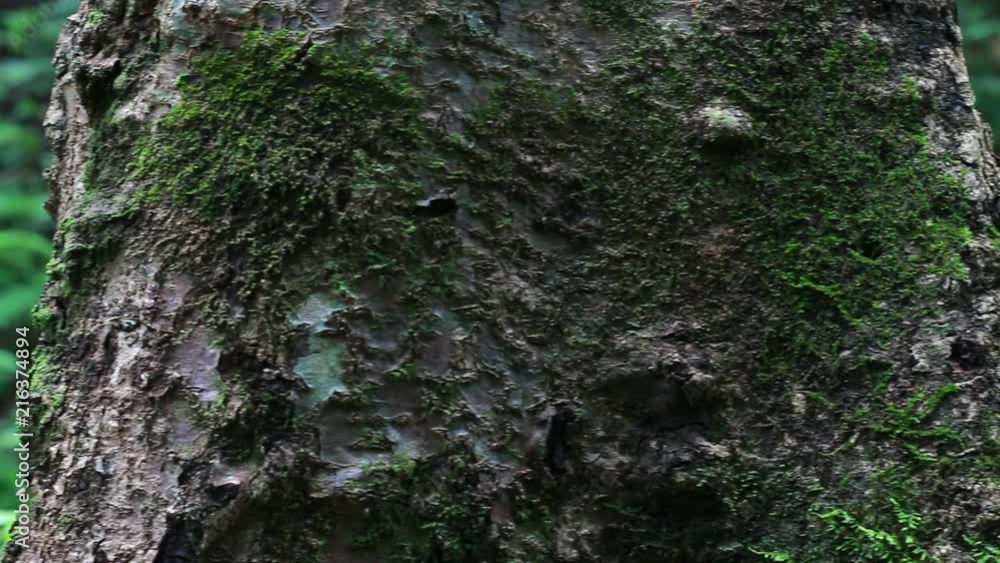 moss tree fern in rain forest area in water fall at natural park. camera dolly past tree moss tree fern in rain forest area in water fall at natural park. camera dolly past tree