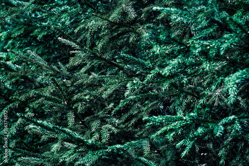 background texture of green branches of Christmas tree