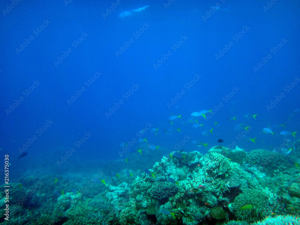Sealife of Tranquility Island, Efate, Vanuatu Sealife of Tranquility Island, Efate, Vanuatu