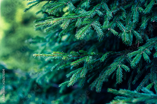 green fir-tree branches in a vintage style