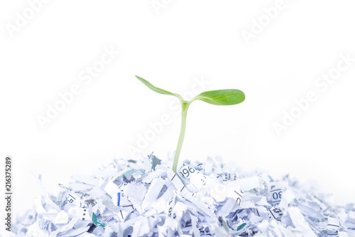 seed sprout growth recycle protect environment nature on white background