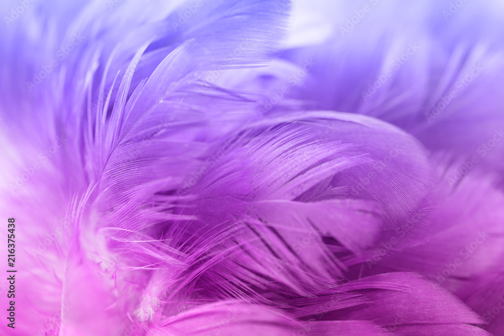 Obraz premium Colorful chicken feathers in soft and blur style for the background