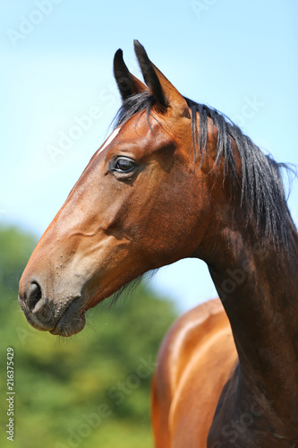 Head of a young thoroughbred horse on the summer meadow