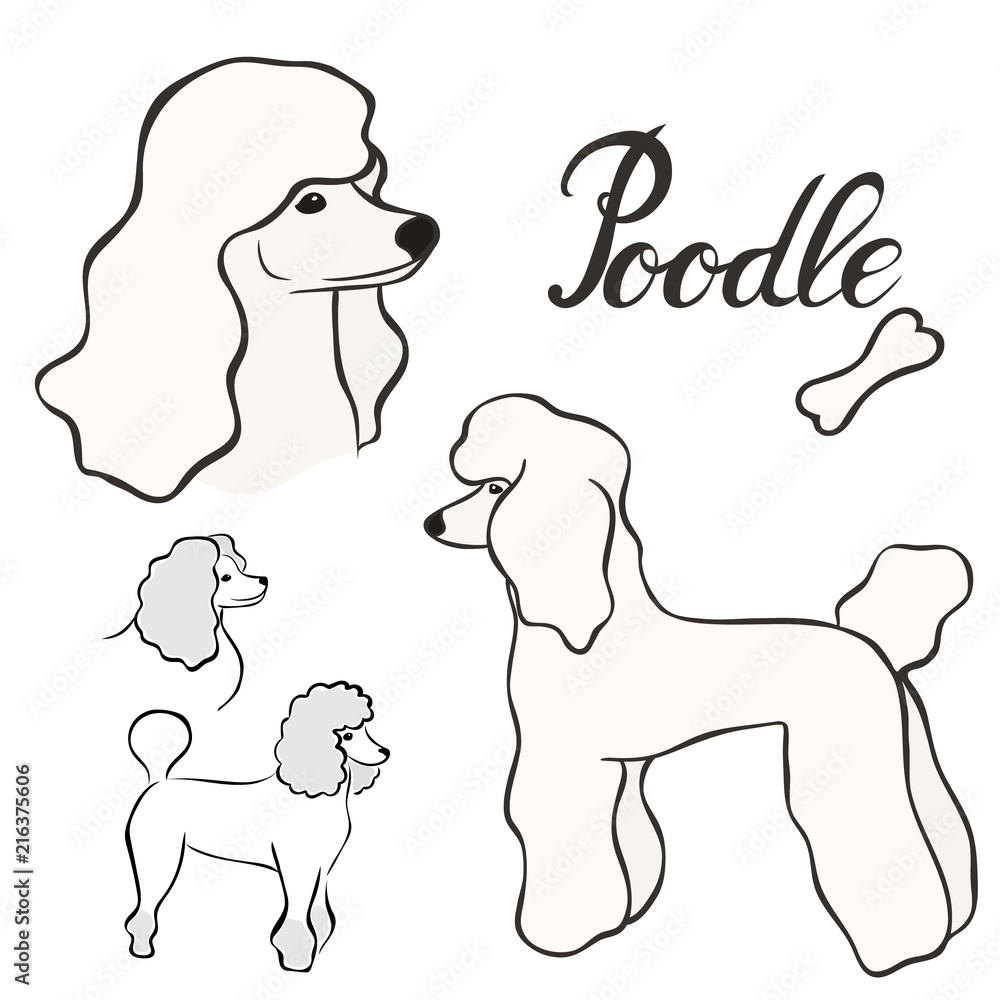 Poodle dog breed vector illustration set isolated. Doggy image in ...
