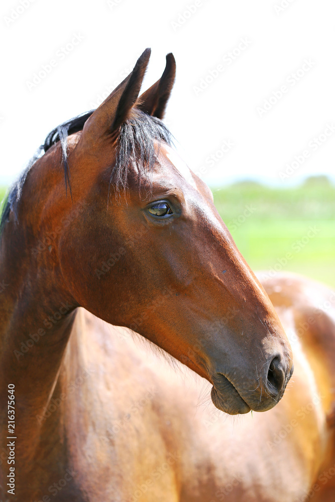 Fototapeta premium Head of a young thoroughbred horse on the summer meadow