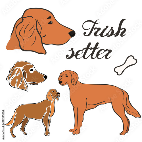 Irish red setter breed vector illustration set isolated. Doggy in minimal style, flat icon. Simple emblem design for pet shop, zoo ads, label design animal food package element. Realistic dog sign