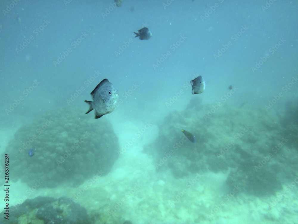 Sealife of Port Vila Harbor, Efate, Vanuatu Sealife of Port Vila Harbor, Efate, Vanuatu