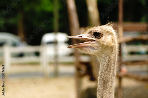 Ostrich bird head and neck front portrait in the khaokheow open zoo thailand. photo