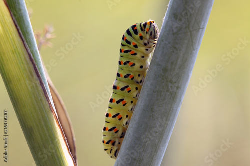Caterpillar, Macaone, Papilo Machaon, bruco