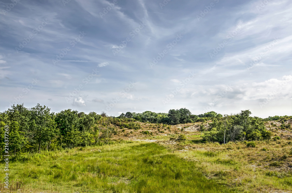 Landscape in the dunes near Rockanje, The Netherlands with tall grass, bushes and low trees under a summer sky with cirrus clouds