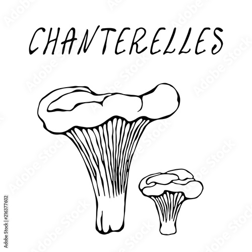 Forest Chanterelles Mushrooms. Autumn or Fall Harvest Collection. Realistic Hand Drawn High Quality Vector Illustration. Doodle Style.