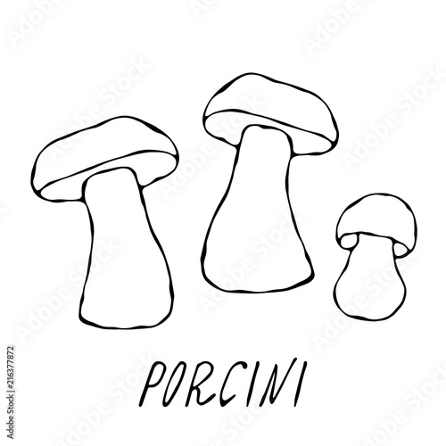Porcini mushrooms or Boletus Edulis, Penny Bun, Cep, Porcino. Autumn or Fall Harvest Collection. Realistic Hand Drawn High Quality Vector Illustration. Doodle Style.
