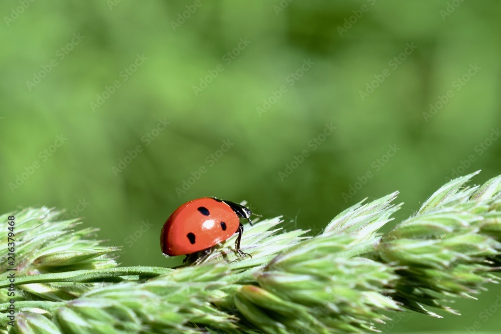 Obraz premium Ladybug