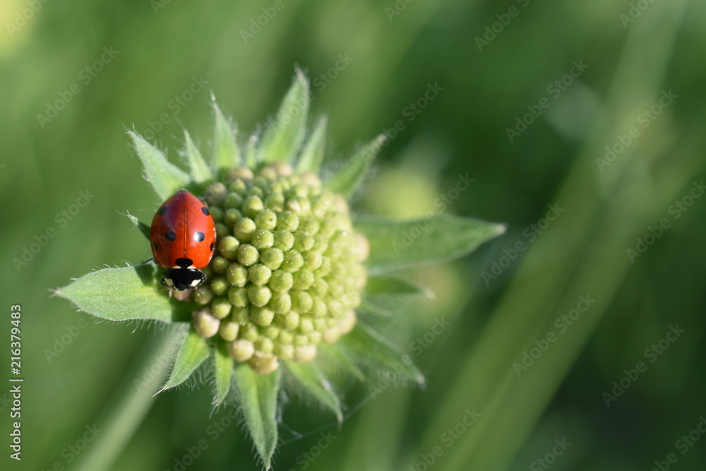 Fototapeta premium Ladybug