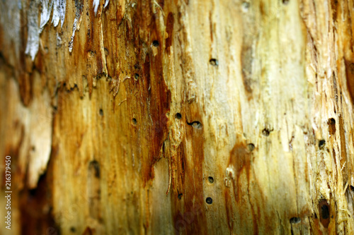 Canvas Print Attacked tree