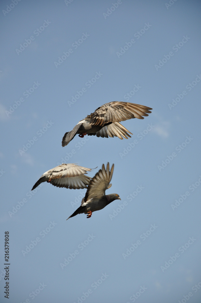 Obraz premium Dove Flight