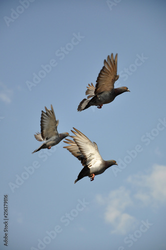 Dove Flight