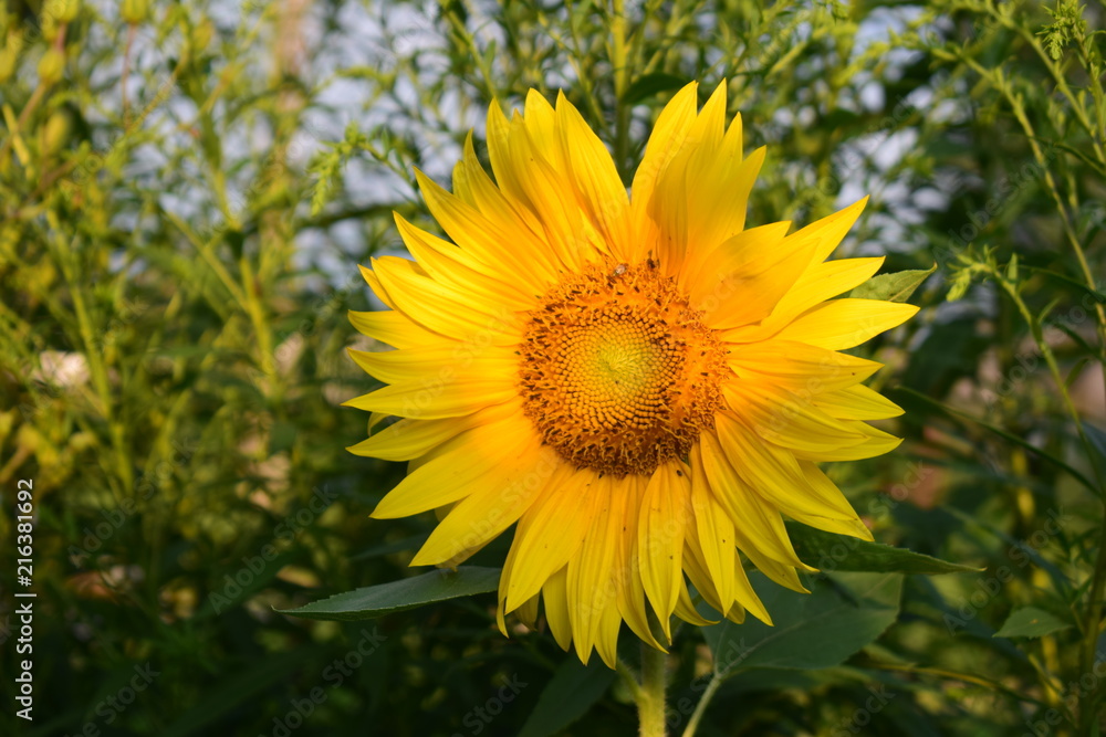 sunflover sunflover