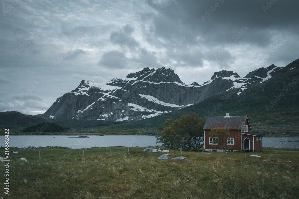 Norwegian lofoten landscape with sheeps