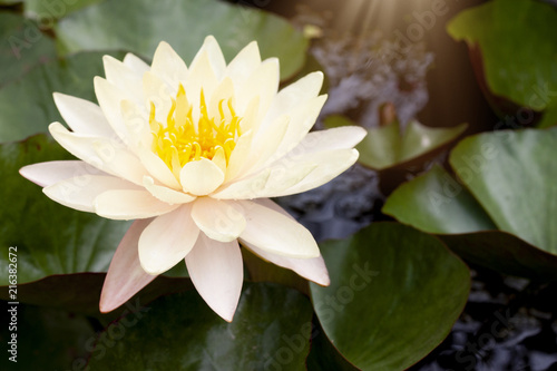 Beautiful blooming flowers of Lotus flower yellow mix pink color on the water pot.