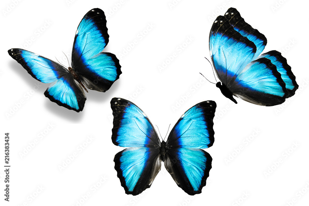 Obraz набор синих бабочек изолированно на белом фоне.