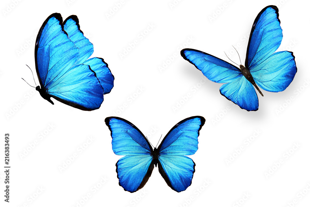 Obraz premium zestaw niebieskie motyle na białym tle