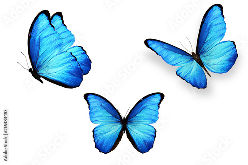 set of blue butterflies isolated on white background
