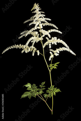 The blossoming branch Astilbe on a black background.