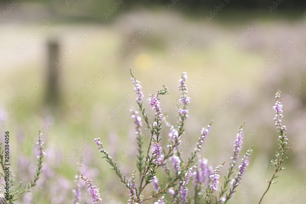 Obraz premium beautiful heather in late summer