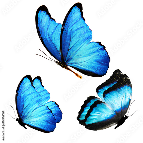 Три голубых бабочки морфо с разных ракурсов, изолированы на белом фоне