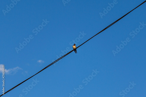Up View Swallow on Electric Wire with Clear Sky Background