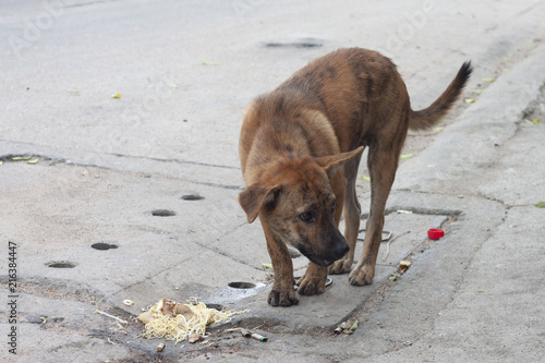 vagrant dog eat food on drain hose of beside road in Thailand.