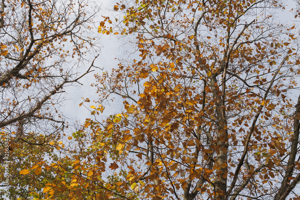 autumn leaves against blue sky, forest in autumn